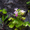 石垣に咲く。