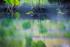池の緑。
