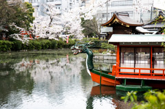 京都・神泉苑の春景色　Ⅲ