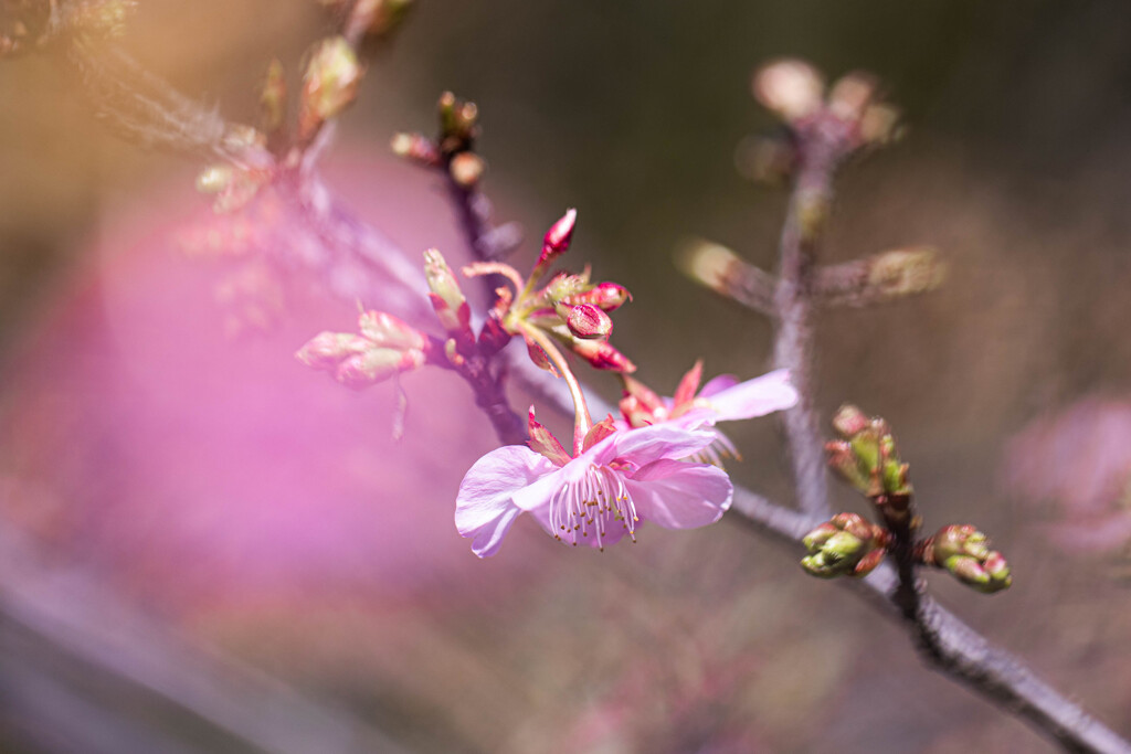 河津桜に頬染めて