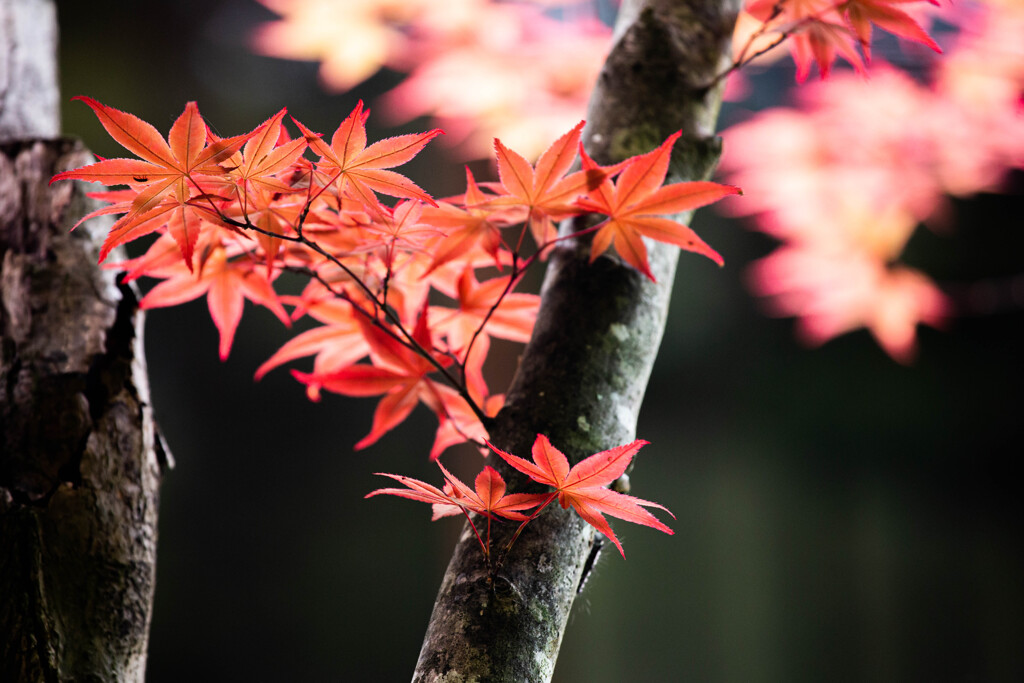 若葉の紅