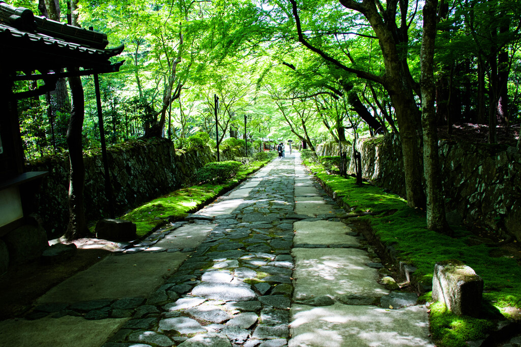 木漏れ日の参道