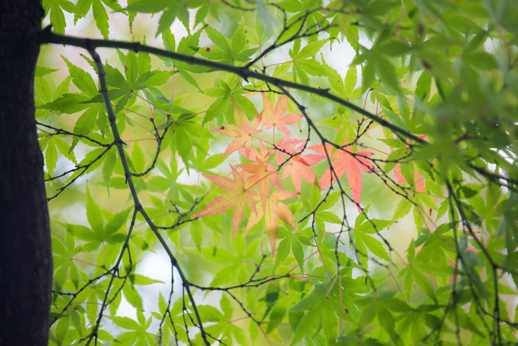 はじまり、はじまり。　Ⅱ