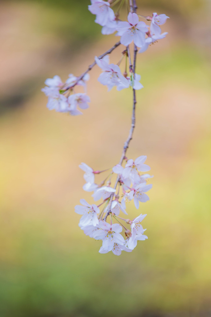 枝垂桜