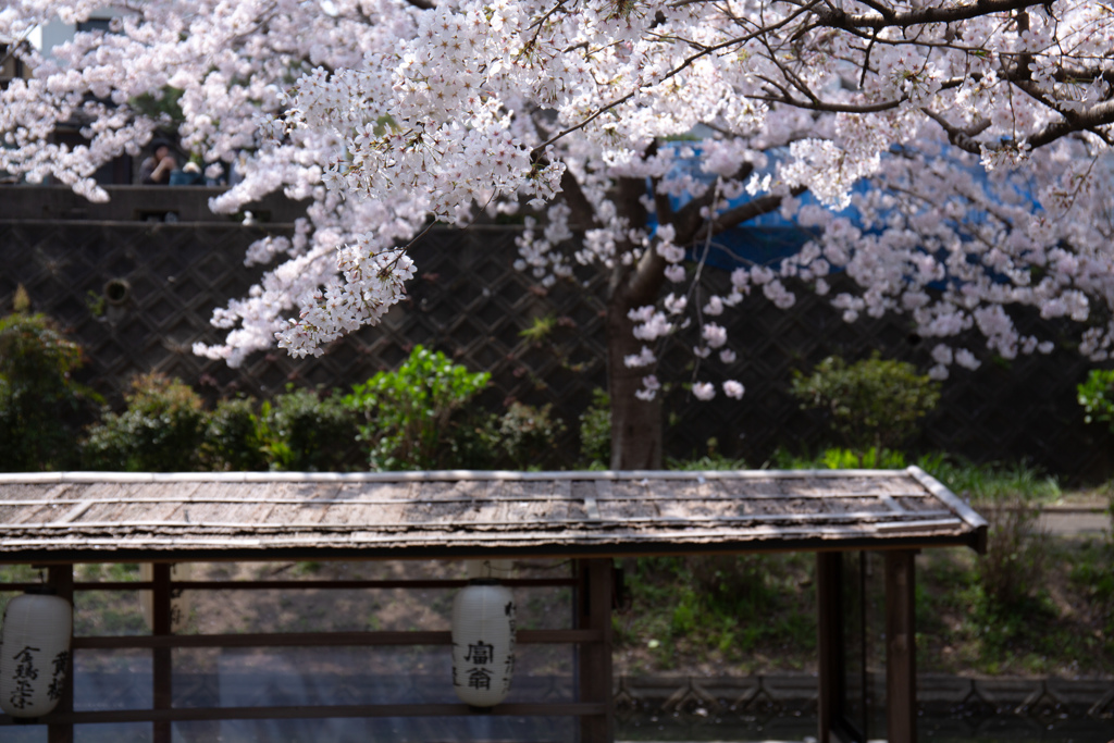 伏見の春景色　Ⅺ