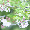 青もみじは桜と出会う。
