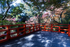 北野天満宮もみじ苑にて　Ⅲ