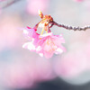 河津桜咲く
