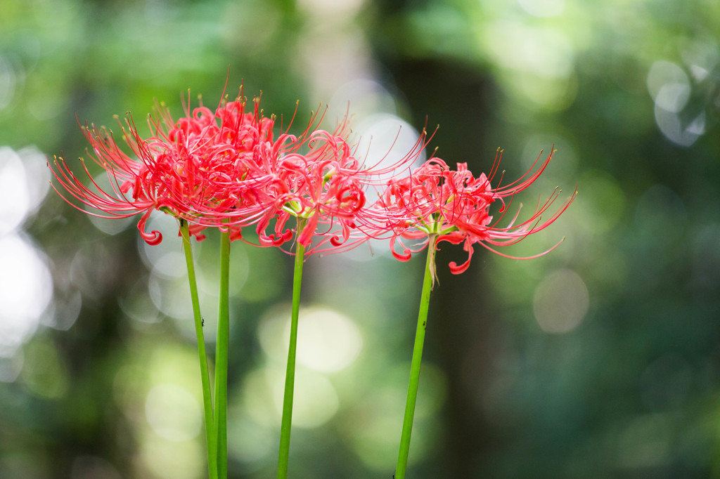 曼珠沙華