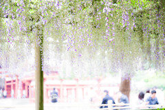 平等院の藤　Ⅱ