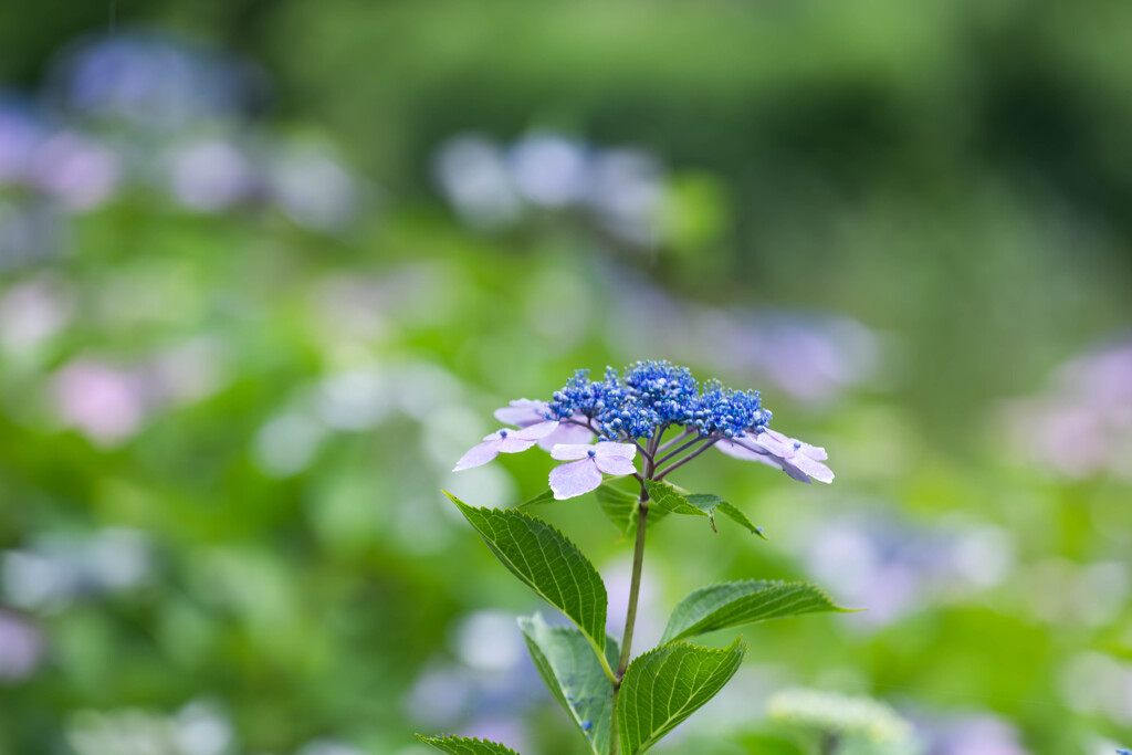 紫陽花のリズム