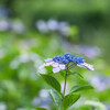 紫陽花のリズム