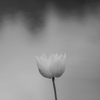 『蓮』