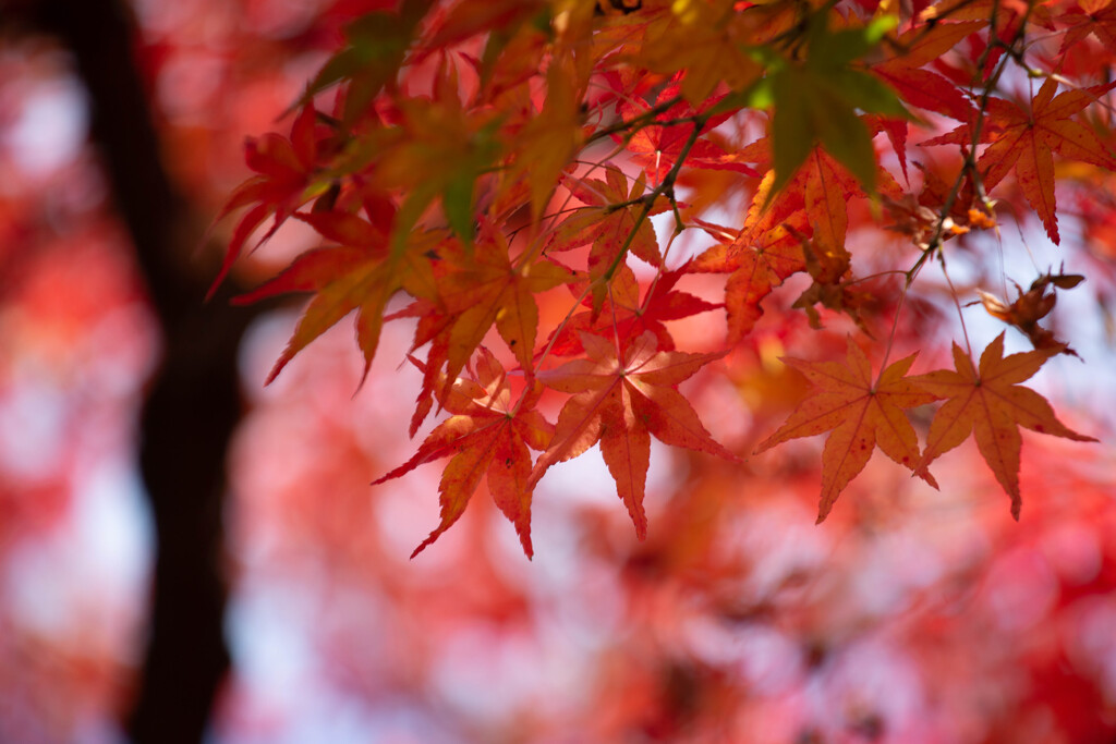 Autumn Colors　Ⅵ
