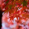 Autumn Colors　Ⅵ