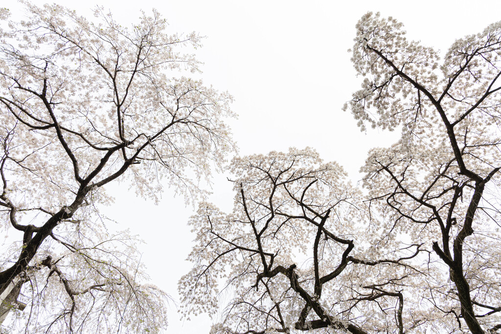 桜を見上げて。