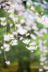 八重咲きのしだれ桜