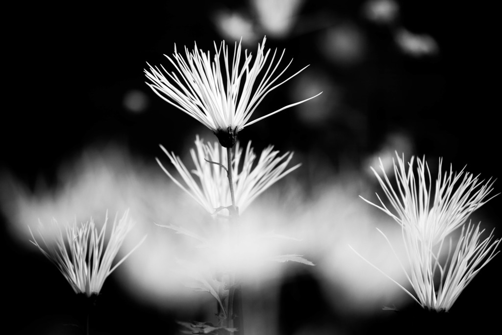 秋の花 「嵯峨菊」