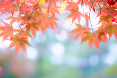 もみじ