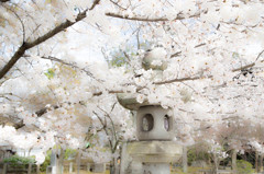 真如堂の桜Ⅱ