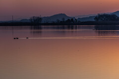 西の湖の夕景　Ⅱ