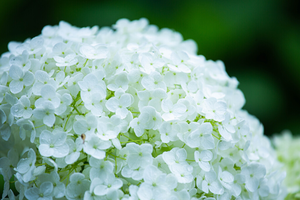紫陽花苑で　Ⅵ