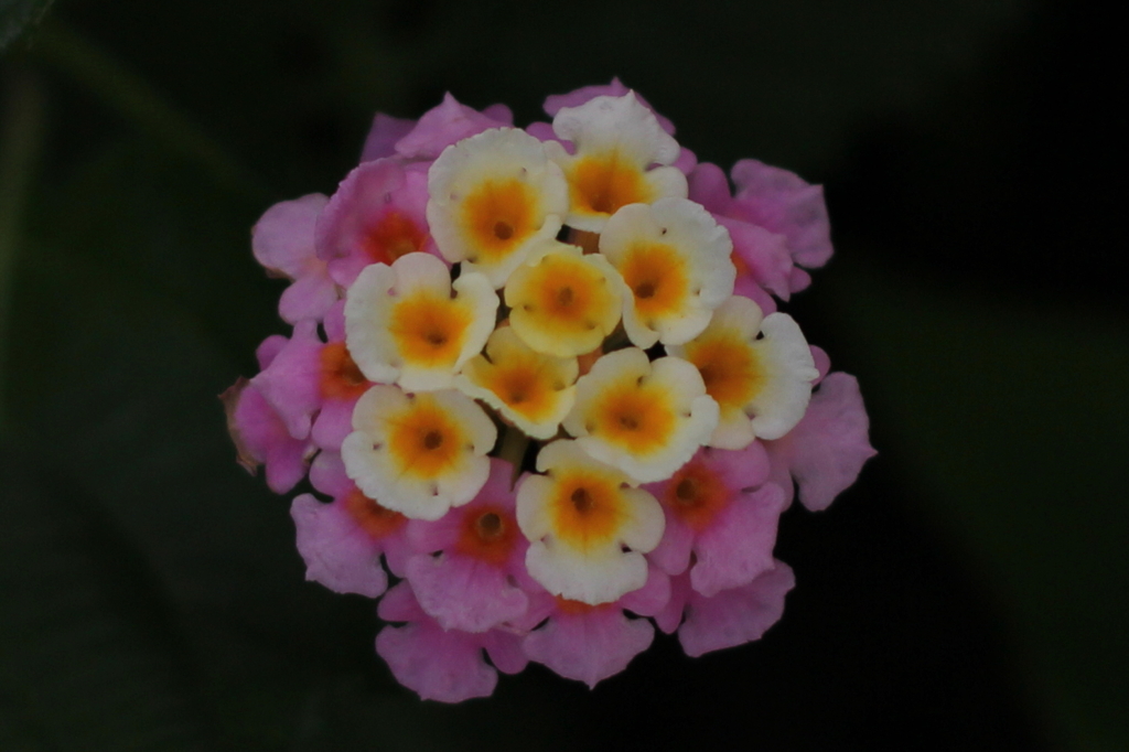 花が咲いたぁ