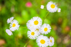 『春に見かける花』