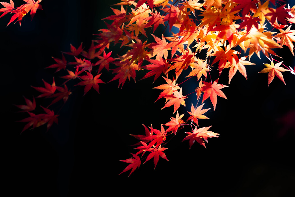 『紅葉』