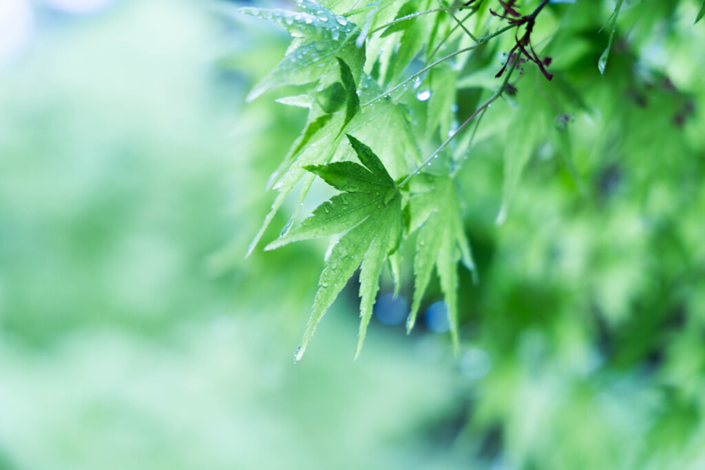 雨に濡れて