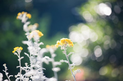 白い茎に咲く黄色の花　Ⅰ