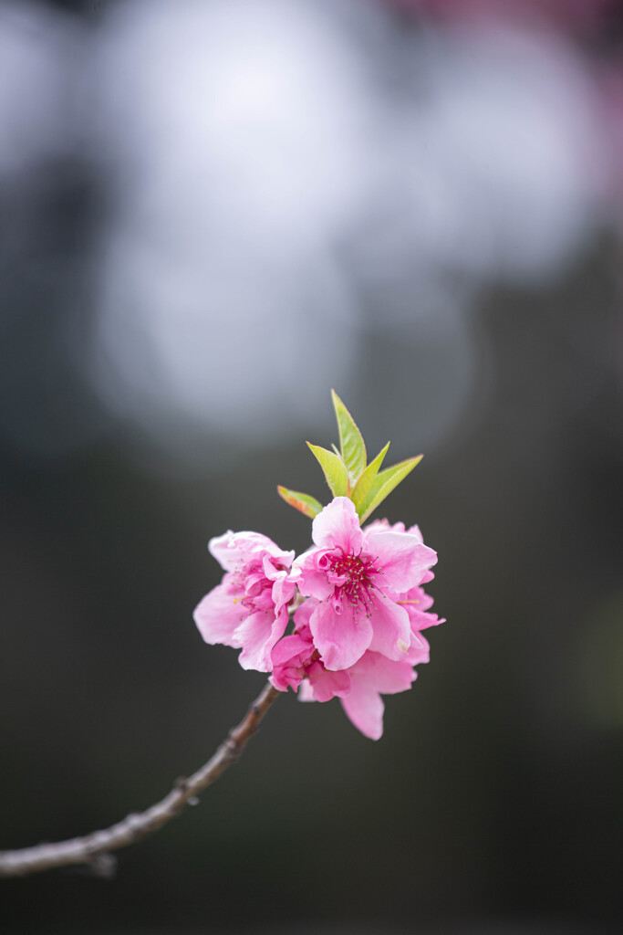 桃の花　Ⅱ