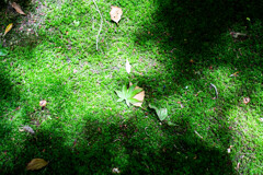 木漏れ日と苔と落ちた青葉