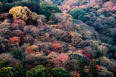 晩秋の嵐山　Ⅵ