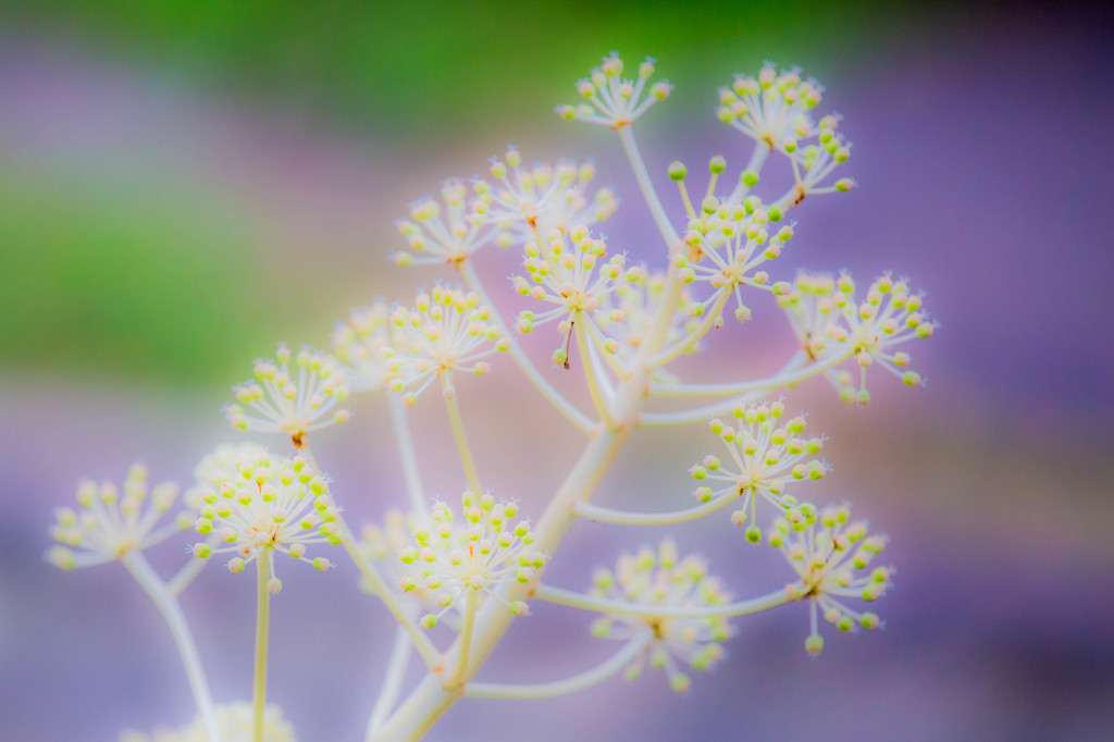 花火のような冬の花