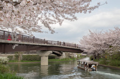 伏見の春景　－十石船と桜