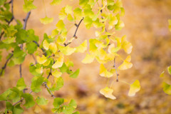 Turn Yellow