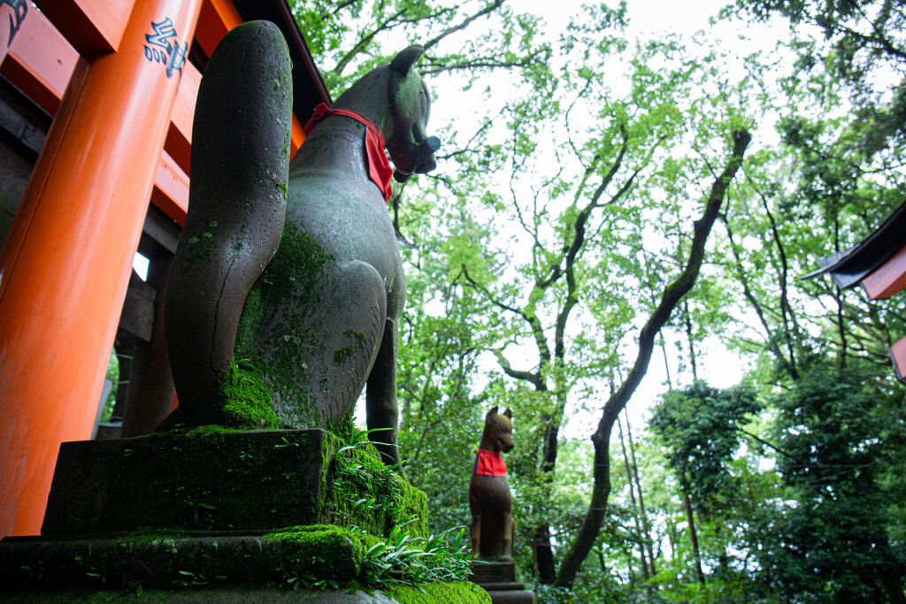 千本鳥居の前の白狐