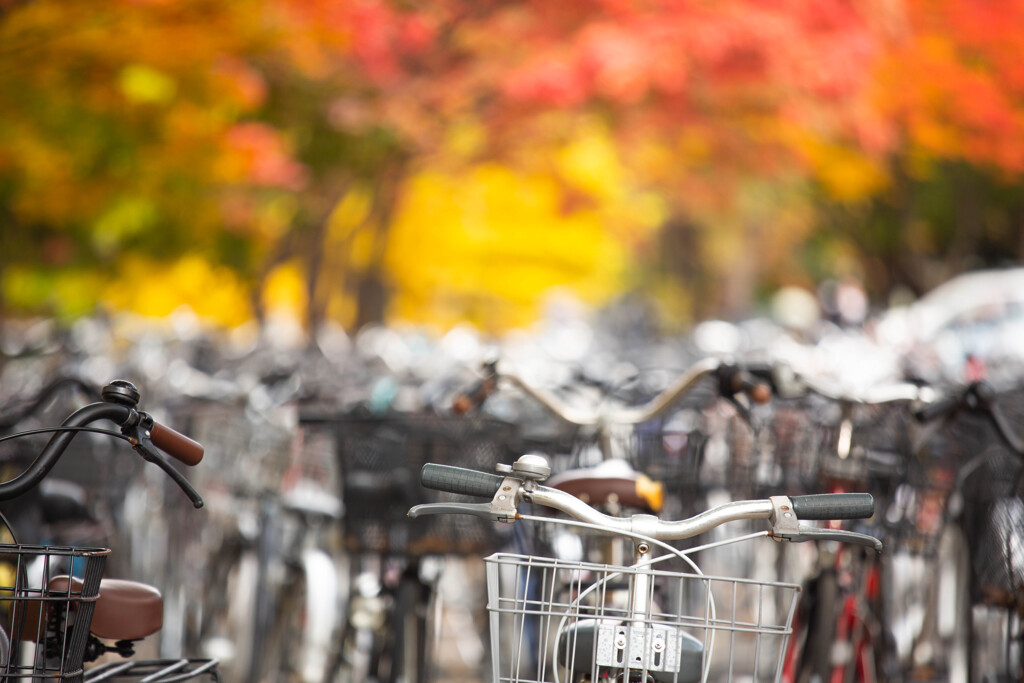 自転車の海原と紅葉と。