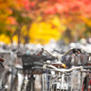 自転車の海原と紅葉と。