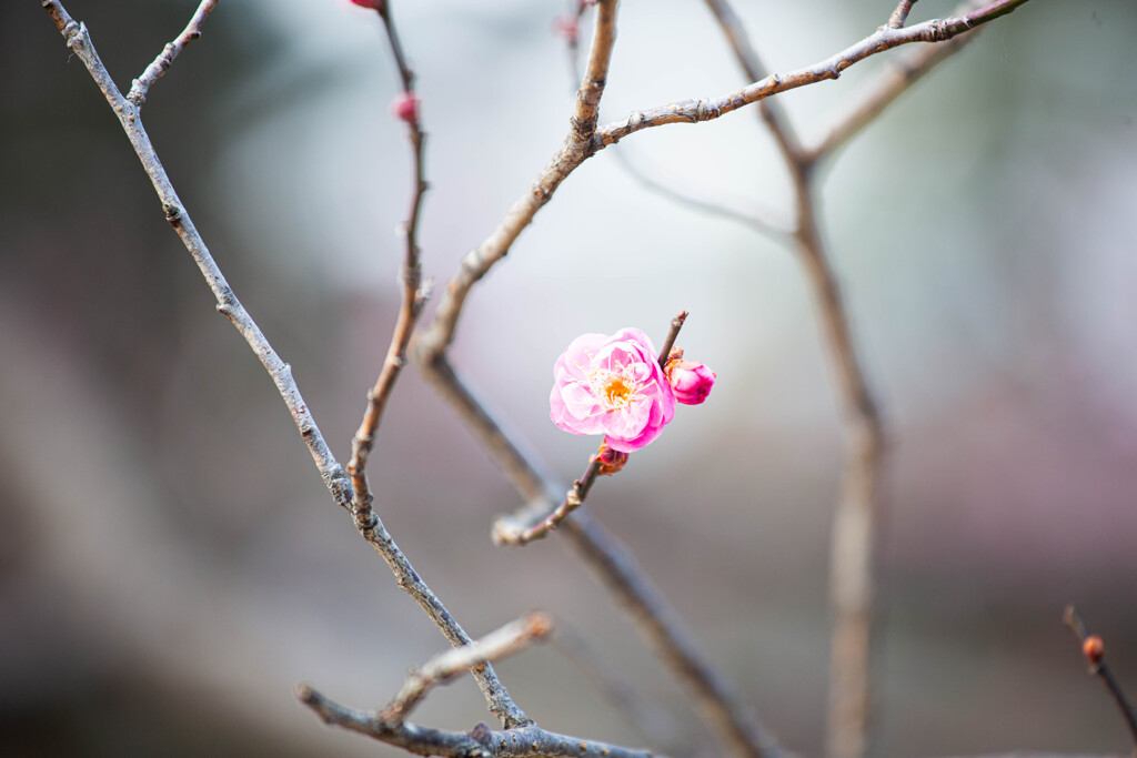 紅梅花開く。