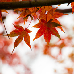 紅葉　Ⅱ