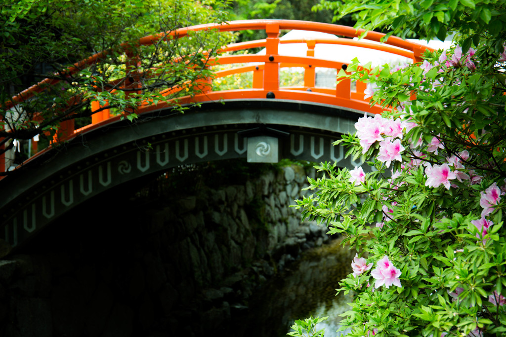 初夏の下鴨神社でのヒトコマ。　①