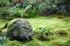 苔庭の住人