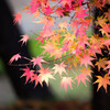 晩秋の色　Ⅰ