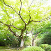 青蓮院の庭で。