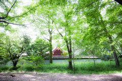 森の中の神社