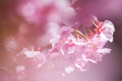 桜色に染まる。