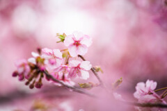 河津桜に魅せられて　Ⅰ