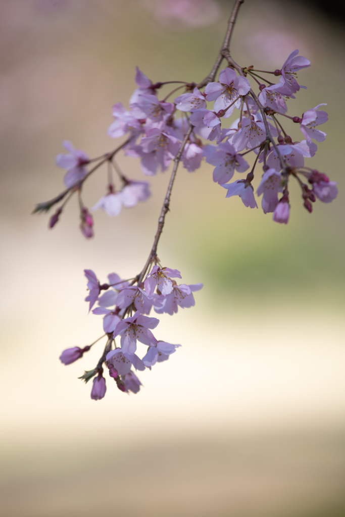 六義園のしだれ桜　Ⅸ